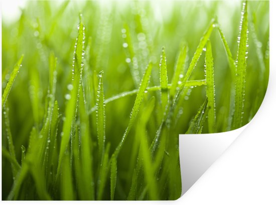 Sticker Muursticker Rosée précoce - Rosée précoce sur herbe - 80x60 cm - film autocollant - sticker mural repositionnable