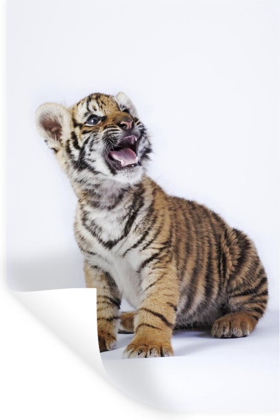 Sticker Muursticker Tigre sur fond blanc - Tigre avec gueule ouverte sur fond blanc - 60x90 cm - film adhésif autocollant - sticker mural repositionnable