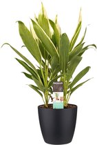 FloriaFor - Cordyline New Conga Met Elho Brussels Living Black - - ↨ 60cm - ⌀ 19cm