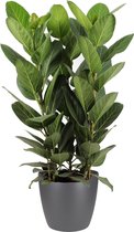 FloriaFor - Ficus Audrey In ELHO Sierpot (antraciet) - - ↨ 75cm - ⌀ 30cm