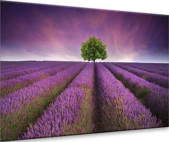GroepArt® Glasschilderij-Lavendel-Lavendelveld-Paars,Groen-100x70cm