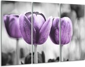 Glasschilderij Tulpen - Paars, Grijs, Wit - 120x80cm 3Luik - Foto Op Glas - Geen Acrylglas Schilderij - GroepArt 6000+ Glas Art Collectie - Maatwerk Mogelijk
