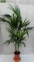 Howea forsteriana - totale hoogte 130-150 cm - pot Ø 20 cm - Palmen  - MyPalmShop