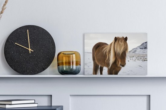Portrait d'un cheval islandais curieux 30x20 cm - petit - Tirage photo sur toile (Décoration murale salon / chambre) / animaux sauvages Peintures sur toile
