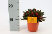 Kamerplant van Botanicly – Dwergpeper – Hoogte: 15 cm – Peperomia caperata rosso