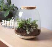 Hellogreen - Plant Puzzle – DIY Ecosysteem + Verlichting – Met 3 Plantsoorten – Asparagus Plumosos, de Peperomia Picollo Banda en de Chlorophytum Ocean