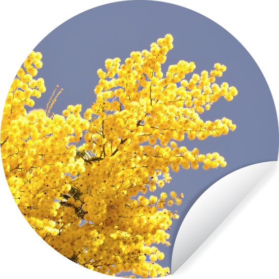 WallCircle - Muurstickers - Behangcirkel - Felgele mimosa bloemen met blauwe lucht - 100x100 cm - Muurcirkel - Zelfklevend - Ronde Behangsticker XXL