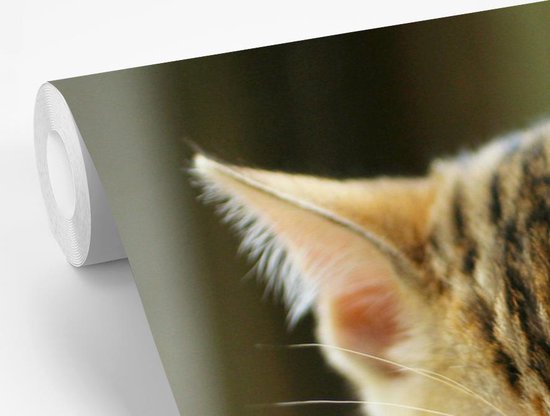 Papier peint photo peint vinyle - Un chaton endormi largeur 390 cm x hauteur 260 cm - Tirage photo sur papier peint (disponible en 7 tailles)