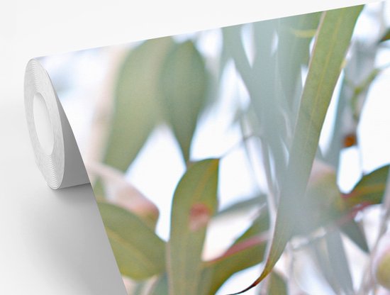 Papier peint Papier peint photo en vinyle - Fleurs d'eucalyptus roses entre les feuilles largeur 600 cm x hauteur 400 cm - Tirage photo sur papier peint (disponible en 7 tailles)