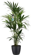 Decorum Kentia - Palm - Kamerplant - Met Elho® Brussels Bloempot Zwart