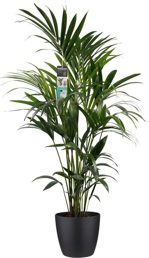 Decorum Kentia Palm Kamerplant Met Elho® Brussels Bloempot Zwart 