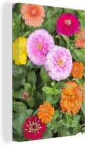 Canvas Schilderij Kleurrijke zinnias bloemen - 80x120 cm - Wanddecoratie