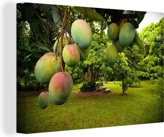 Canvas Schilderij Mango - Fruitboom - Groen - Wanddecoratie