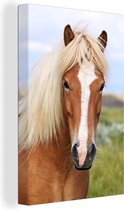 Portrait d'un cheval islandais 20x30 cm - petit - Tirage photo sur toile (Décoration murale salon / chambre) / Peintures sur toile animaux sauvages