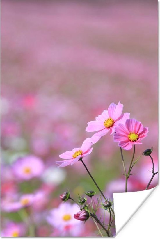 Cosmos bloem Poster - Foto print op Poster (wanddecoratie woonkamer / slaapkamer) / Bloemen Poster