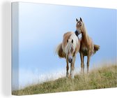 Canvas schilderij 150x100 cm - Wanddecoratie Haflinger paarden in het weiland - Muurdecoratie woonkamer - Slaapkamer decoratie - Kamer accessoires - Schilderijen