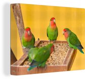 Canvas Schilderij Dwergpapegaaien aan hun avondeten - 80x60 cm - Wanddecoratie