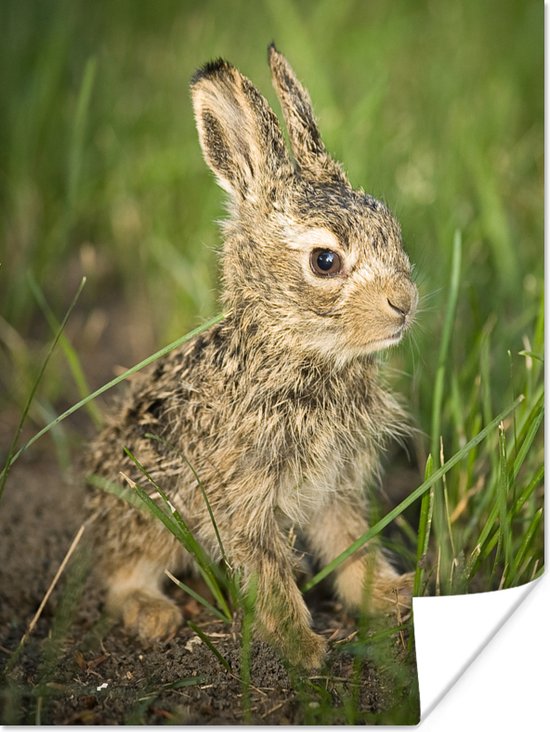 Portret baby konijn in het gras poster papier 30x40 cm - klein - Foto print  op Poster... | bol.com