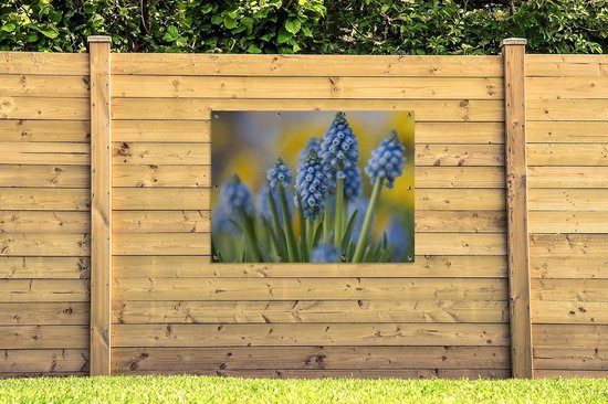Tuinposter 120x90 cm - Tuindecoratie Close-up van meerdere druifhyacinten - Poster voor in de tuin - Buiten decoratie - Schutting tuinschilderij - Tuindoek muurdecoratie - Wanddecoratie balkondoek