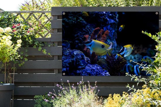 Tuinposter Tuindoek - Tuinposters buiten Aquariumvissen in een aquarium in... |