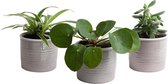 Mini Green | Trendy Trio in Laos keramiek (warmgrijs) ↨ 12cm - 3 stuks - hoge kwaliteit planten