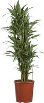 Drakenboom, Dracaena Warneckei ↨ 120cm - hoge kwaliteit planten