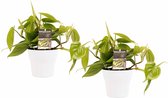 Duo Philodendron Scandens met potten Anna White ↨ 15cm - 2 stuks - hoge kwaliteit planten