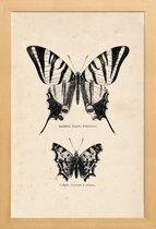 JUNIQE - Poster in houten lijst Butterfly Engraving -30x45 /Bruin &