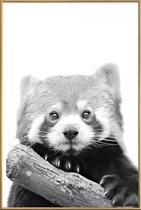 JUNIQE - Poster met kunststof lijst Red Panda -13x18 /Wit & Zwart