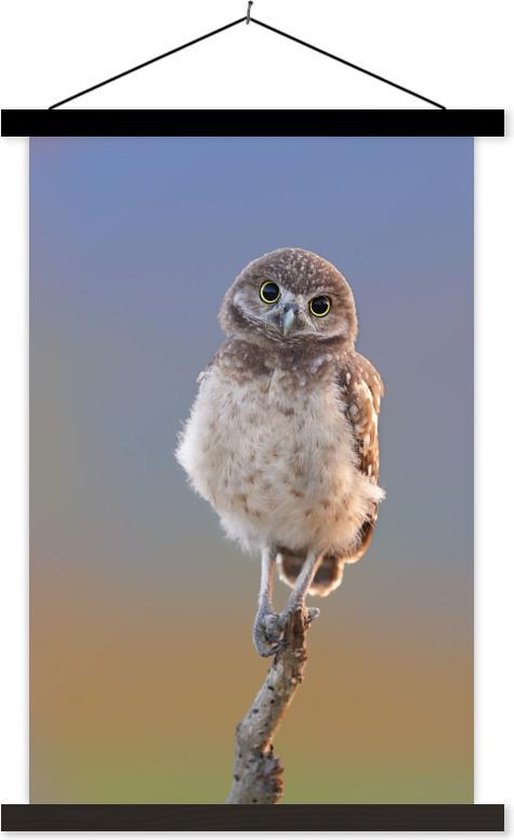 Bebe Hibou Assis Sur Une Branche 40x60 Cm Bol Com