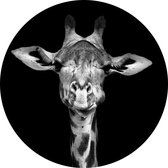 Giraffe op zwarte achtergrond - Foto op Behangcirkel - ⌀ 80 cm