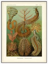 Sabella - Chaetopoda (Kunstformen der Natur), Ernst Haeckel - Foto op Akoestisch paneel - 120 x 160 cm