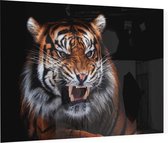 Grommende Tijger op zwarte achtergrond - Foto op Plexiglas - 90 x 60 cm
