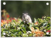 Tuinposter – Grijzige Eekhoorn op Planten - 40x30cm Foto op Tuinposter  (wanddecoratie voor buiten en binnen)