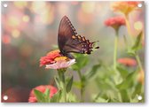 Kleine zwarte satyrium vlinder op een roze bloem - Tuinposter 70x50 - Wanddecoratie - Dieren - Natuur - Bloemen
