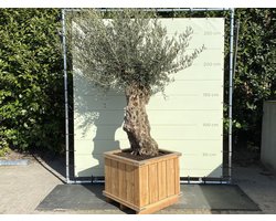 Olijfboom - Bonsai in bak - Olea Europea - Winterhard - Hardhouten bak - Stamomvang ⌀ 80-100cm - Hoogte  250-300cm