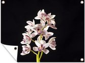 Tuinschilderij Een witte orchidee tegen een zwarte achtergrond - 80x60 cm - Tuinposter - Tuindoek - Buitenposter
