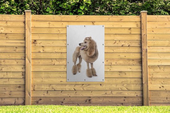 Poster Caniche au jardin du coiffeur toile en vrac 80x120 cm - Toile de jardin / Toile d'extérieur / Peintures pour l'extérieur (décoration de jardin)