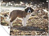 Regard dans la caméra Affiche de jardin chiot Saint Bernard Toile en vrac 80x60 cm - Toile de jardin / Toile d'extérieur / Peintures d'extérieur (décoration de jardin)