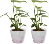 2x Kamerplant Monstera Deliciosa Tauerii – Gatenplant - ±  30cm hoog – 12cm diameter - in lila betonnen pot