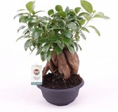 Bonsai van Botanicly – Chinese Vijg – Hoogte: 60 cm – Ficus microcarpa