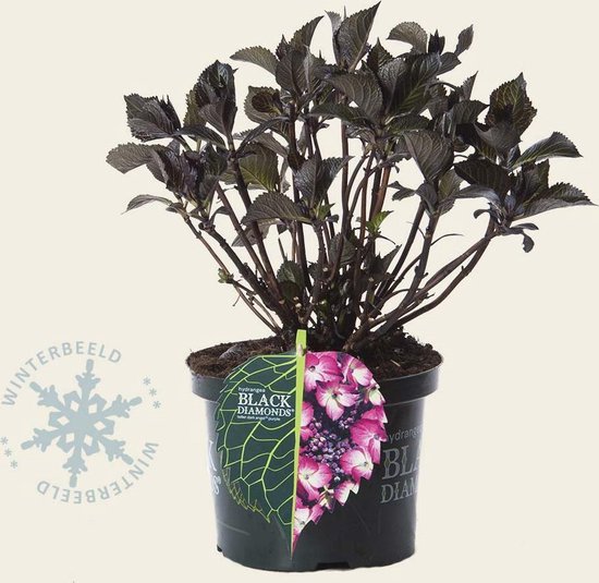 Hydrangea macrophylla 'Dark Angel Purple' | bol.com