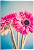 Acrylglas - Roze Bloemen op Lichtblauwe Achtergrond - 40x60cm Foto op Acrylglas (Met Ophangsysteem)