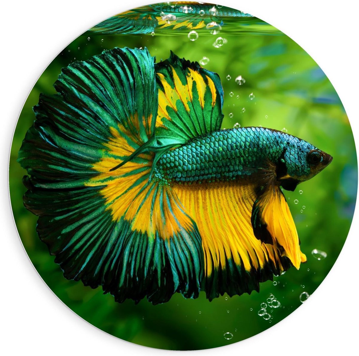 Forex Wandcirkel - Groen/Gele Vis in Aquarium - 90x90cm Foto op Wandcirkel (met ophangsysteem)
