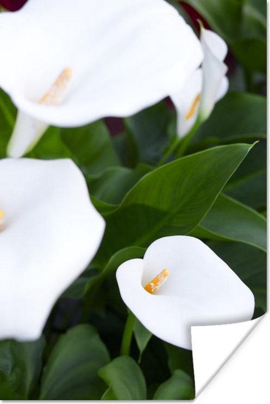 Witte Calla bloemen tussen de groene bladeren Poster 120x180 cm - Foto  print op Poster... | bol.com