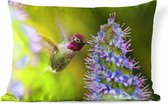 Coussins d'extérieur - Jardin - Un colibri roux se nourrit d'une magnifique fleur - 50x30 cm