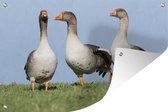 Tuinposter - Tuindoek - Tuinposters buiten - Gans - Gras - Dieren - 120x80 cm - Tuin