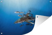 Muurdecoratie Haai met vissen - 180x120 cm - Tuinposter - Tuindoek - Buitenposter