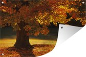 Affiche de jardin Un érable en automne - 120x80 cm - Jardin