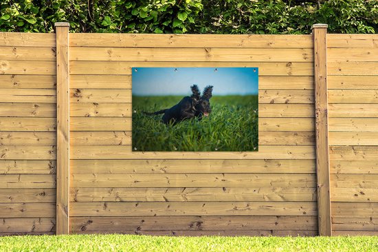 Affiche de jardin Un cocker anglais de couleur noire dans l'herbe verte 120x80 cm - Toile de jardin / Toile d'extérieur / Peintures pour l'extérieur (décoration de jardin)